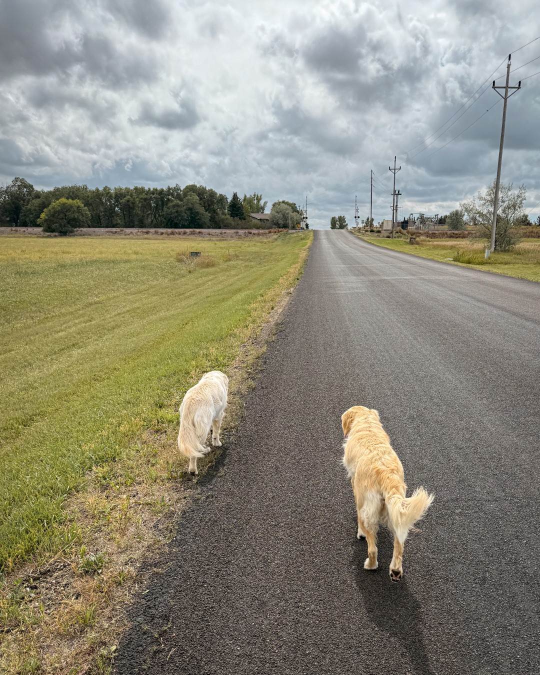 dogwalk